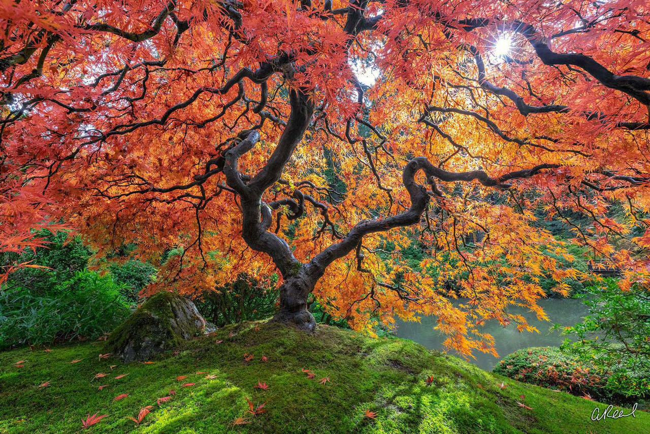 Peter Lik Style Prints | Photography & Galleries | Aaron Reed