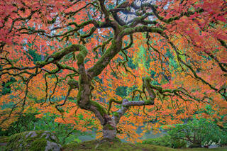 Vibrant autumn Japanese maple tree with twisting, moss-covered branches and fiery red-orange leaves spreading over a lush green garden beside a calm pond.