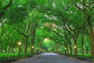 Tree-lined walkway in Central Park, New York City, with lush green canopy arching over a paved path and classic park benches at golden hour.
