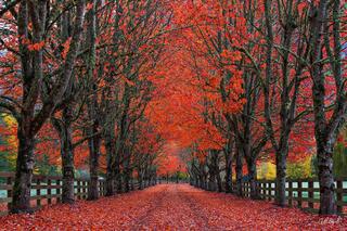 Tree-lined path forming a tunnel of vivid red and orange autumn leaves, with tall trunks on both sides and a leaf-covered walkway stretching into the distance.