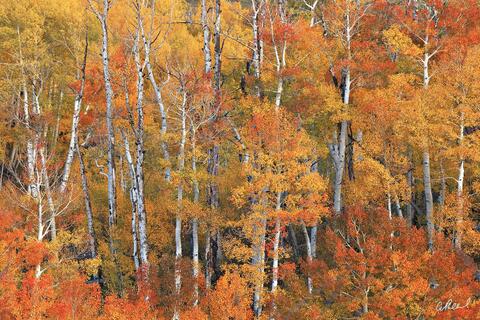 Pictures of Fall | The Art of Chasing Autumn