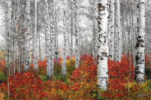 Aspen or Birch? The Art Is In The Details