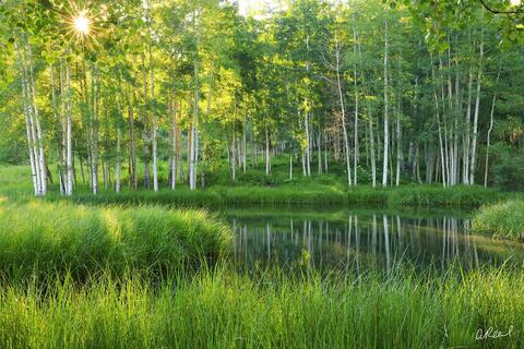 Fine Art America Review | The Pros and Cons of Affordable Wall Art