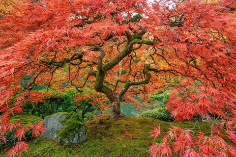 Peter Lik Alternative | The Aaron Reed Luxury Fine Art Experience