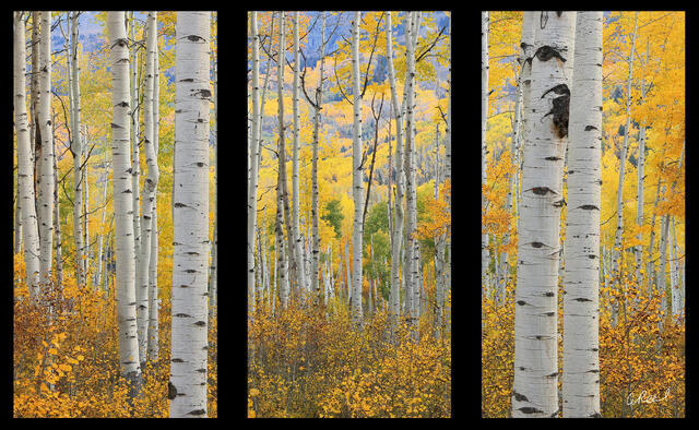 Colorado Love Triptych