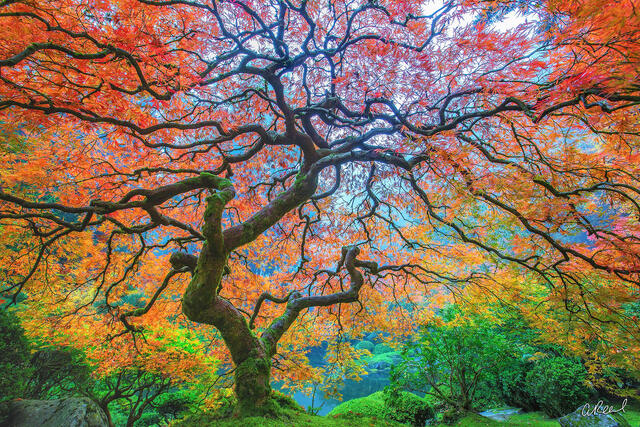 Fine Art Nature Photography | Aaron Reed Luxury Nature Photography