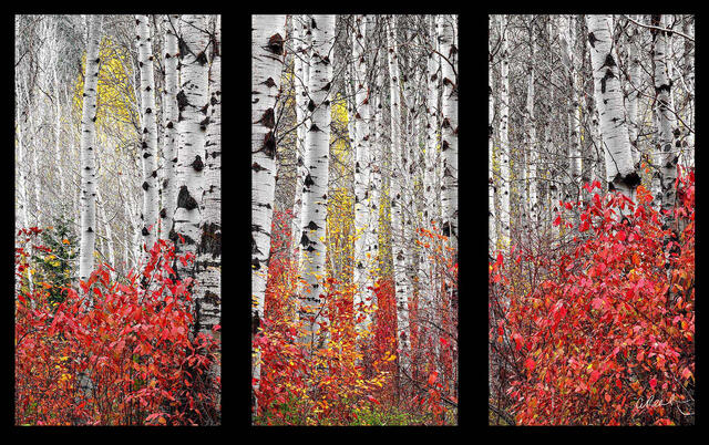 Fireflies Triptych