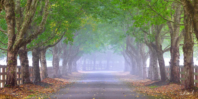 Hush Panoramic