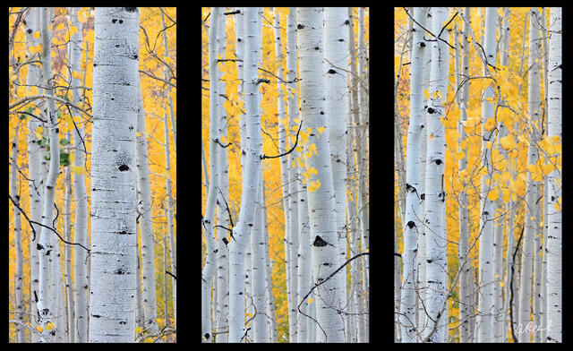 Julius Triptych