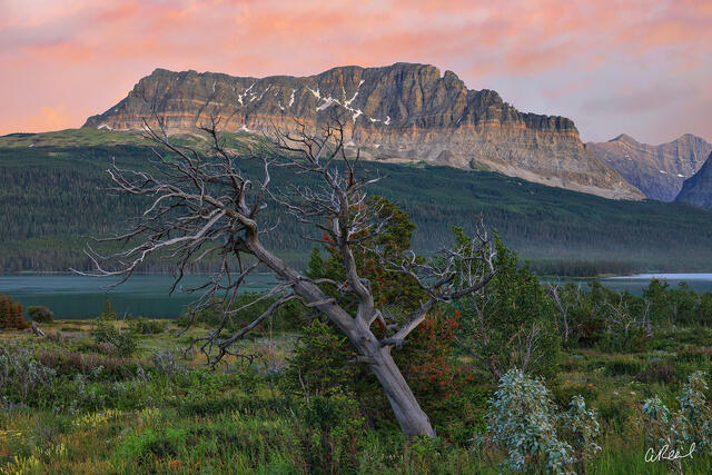 Montana Magic