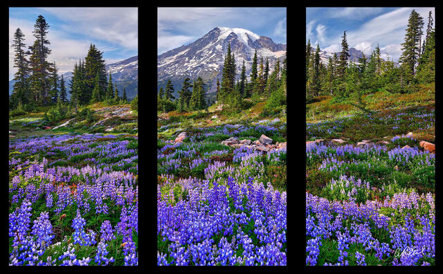 Wonderland Triptych