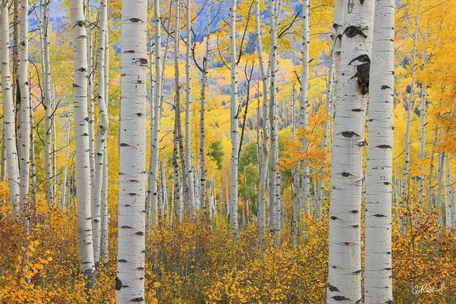 Colorado Love