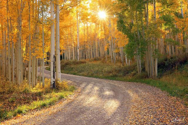 Fine art photograph of a winding road through golden aspens, sunlight filtering through white trunks.
