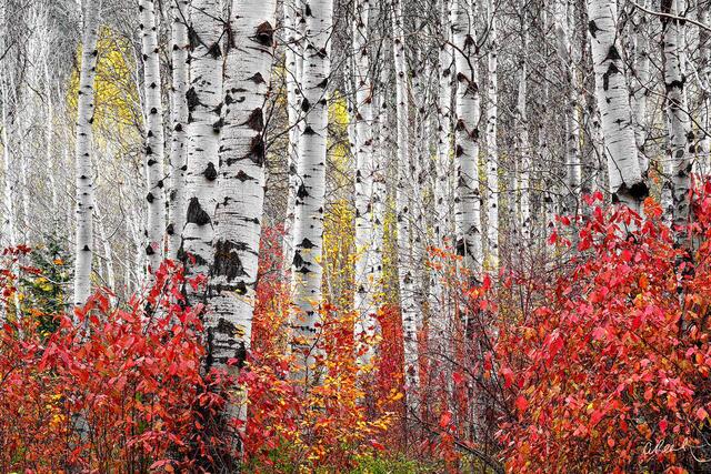 Fine art woodland image of white birch trunks contrasted with vivid red autumn undergrowth.