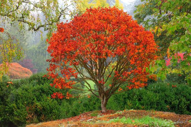 The Burning Bush