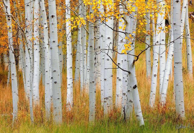 Fine art wall art print of white aspen trunks rising from golden meadow grasses in a peaceful autumn scene.”