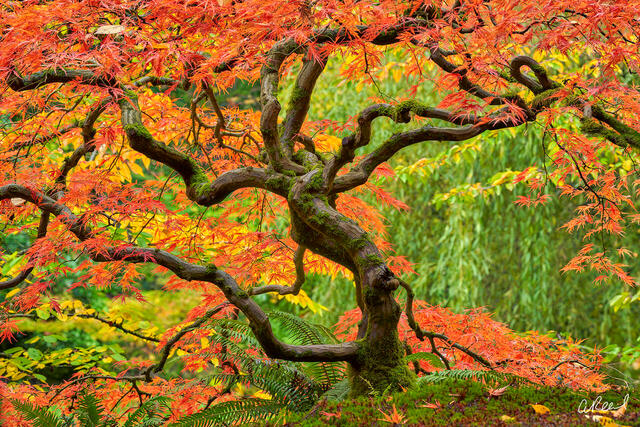 Fine art photo print of a sculptural Japanese maple in peak fall color, crimson leaves glowing against green foliage.