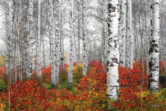 Aspen or Birch? The Art Is In The Details