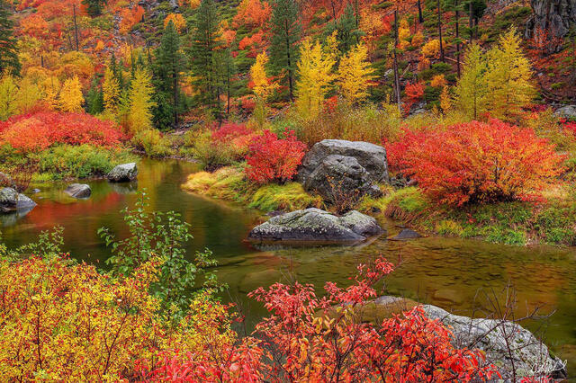 Fine art photo of a sculptural Japanese maple in autumn, crimson leaves cascading over a mossy garden path.