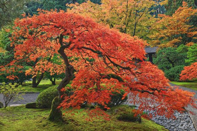 Fine art landscape photograph of a sculptural Japanese maple in peak autumn, its cascading crimson leaves arching gracefully over a moss-covered garden path.