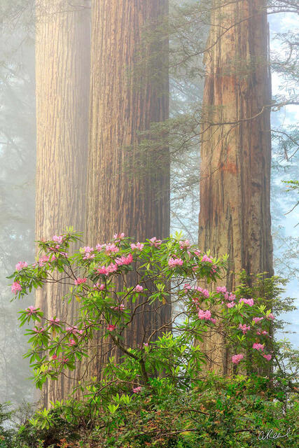 Jewels Of The Forest