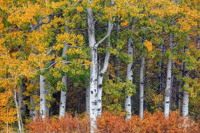 Fine art photograph of an autumn aspen grove with white trunks and layered golden foliage.
