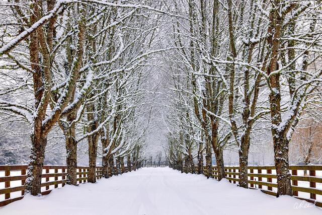 Old Man Winter
