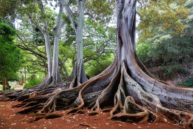 The Roots