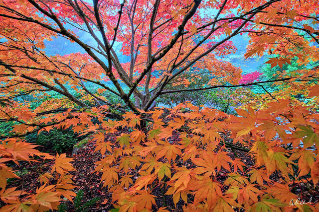 Seasons Flames