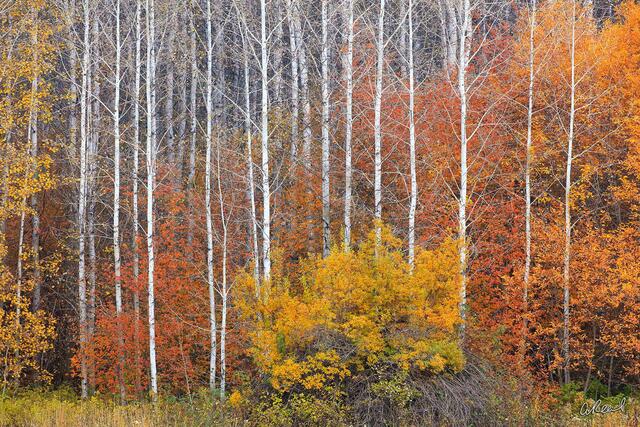 Shades  Of The Season