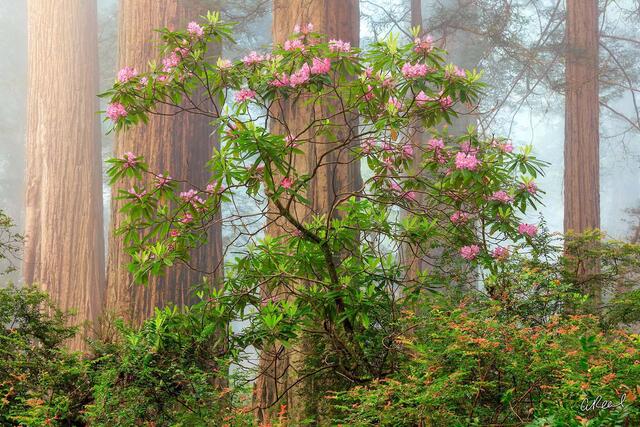 How To Photograph Trees | Elevate Your Art