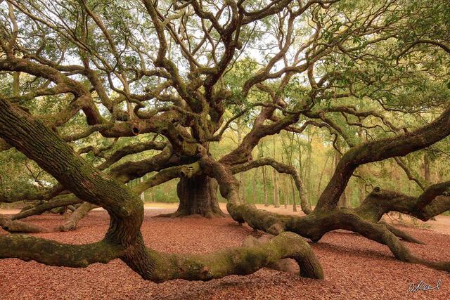 Ancient Sentinels | Exploring the Worlds Oldest Trees