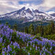 Beautiful Washington