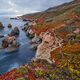 California Color