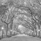 Dreams Monochrome