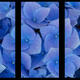 Fragile Triptych