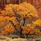 Life In The Desert