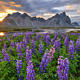 Made In Iceland