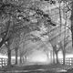 Sleepy Hollow Monochrome