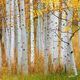 Colorado Gold Squared
