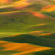 Sunkissed Panoramic