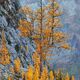 The Larch King