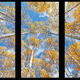 The Rise Triptych