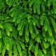 Where The Green Fern Grows