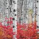 Flames Panoramic