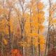 Autumn Heat