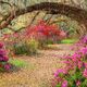 Azalea Alley