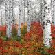 Echoes Of Fall Panoramic