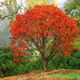The Burning Bush
