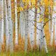 Colorado Gold